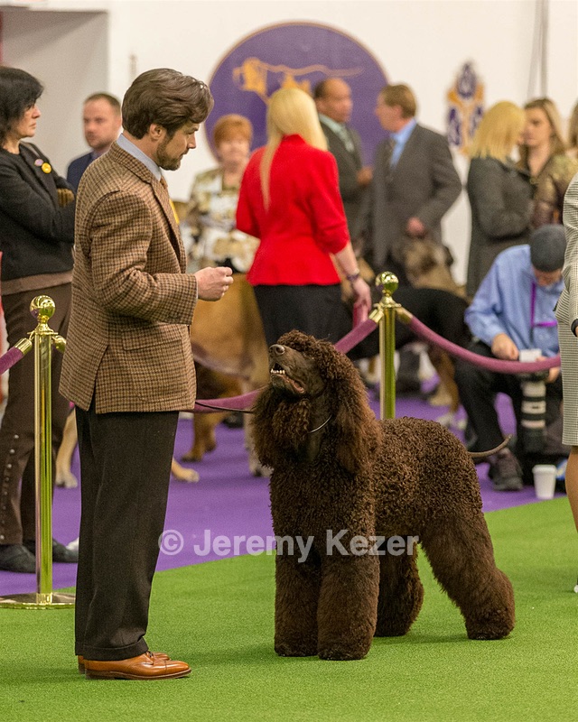 08 - GCH CH Quiet Storm My Boy's Wicked Smart CGCA TKA (Bayes)