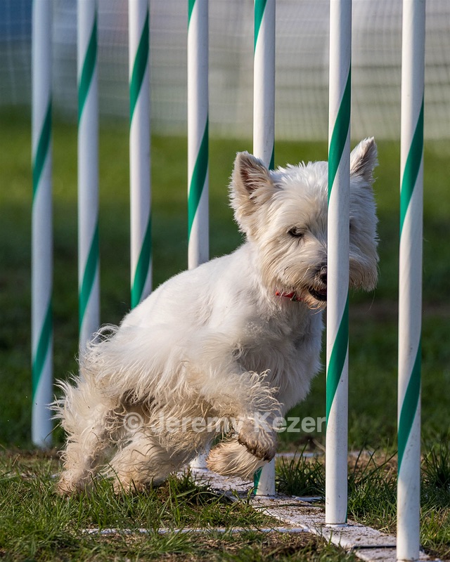 Cricket Turco-Levin
