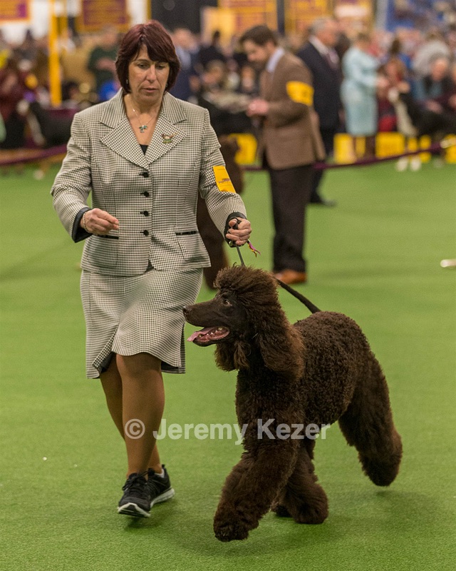 10 - GCH CH Chantico's Shelter From The Storm RN OF AX OAJ CD (Reef)