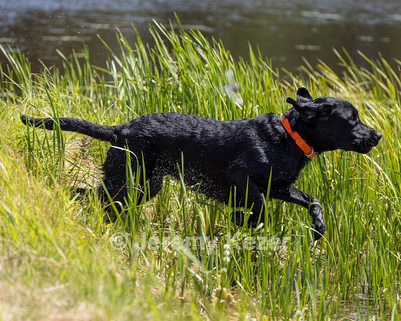 Buster Lobley