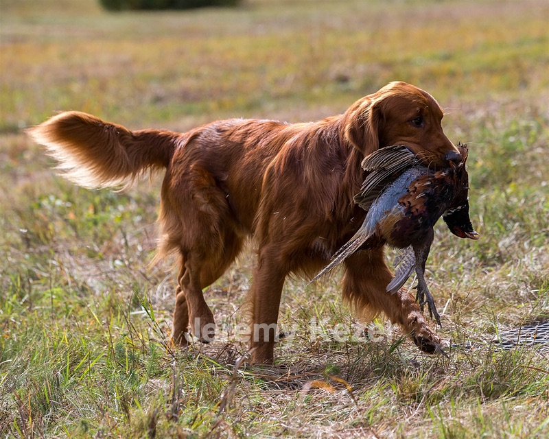 Tracker