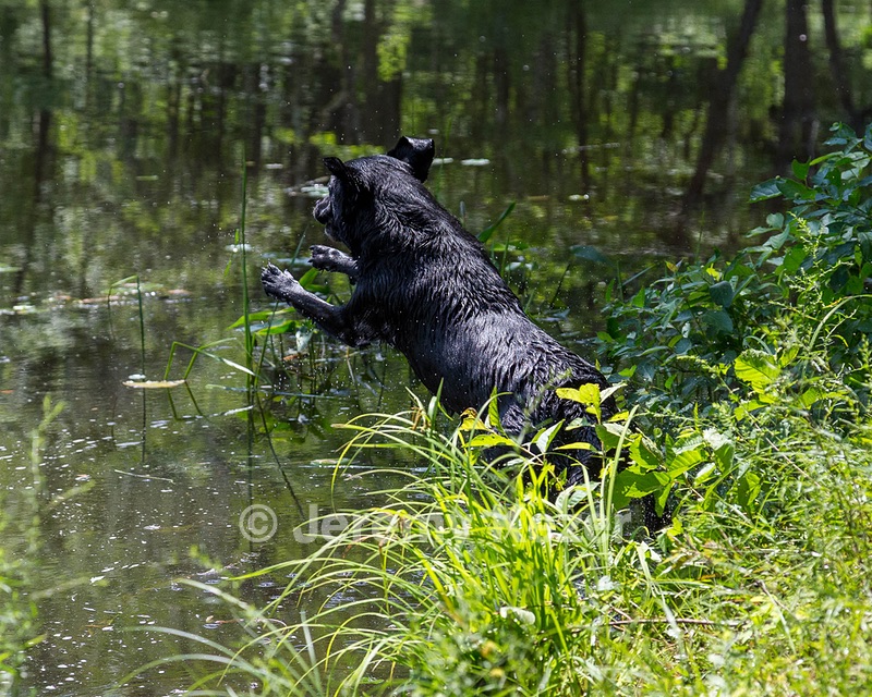 Pemi
