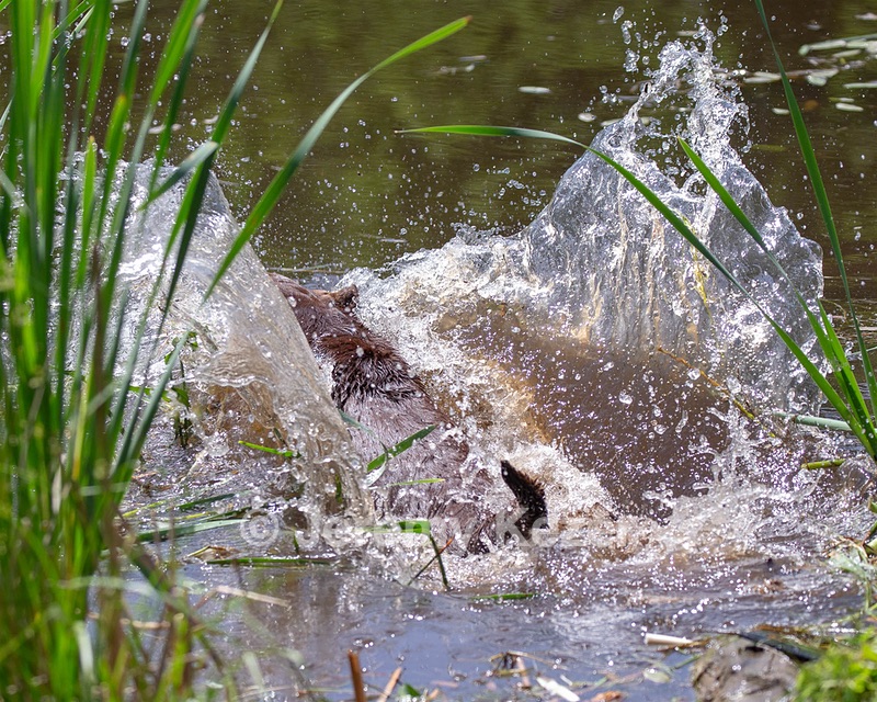 Otter Donlon