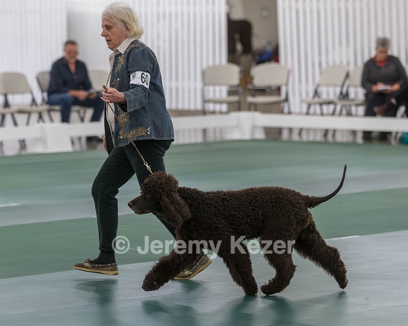 60 - CH CAT'S SISTER SARAH BROWN CA CGCA
