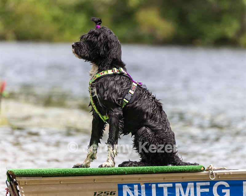 Dottie Notestine