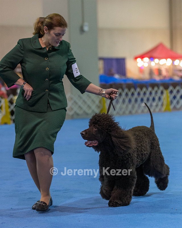 21 - GCHB CH Flintcrest Full Monty (Jonny)