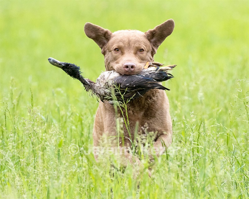 Hunter Law