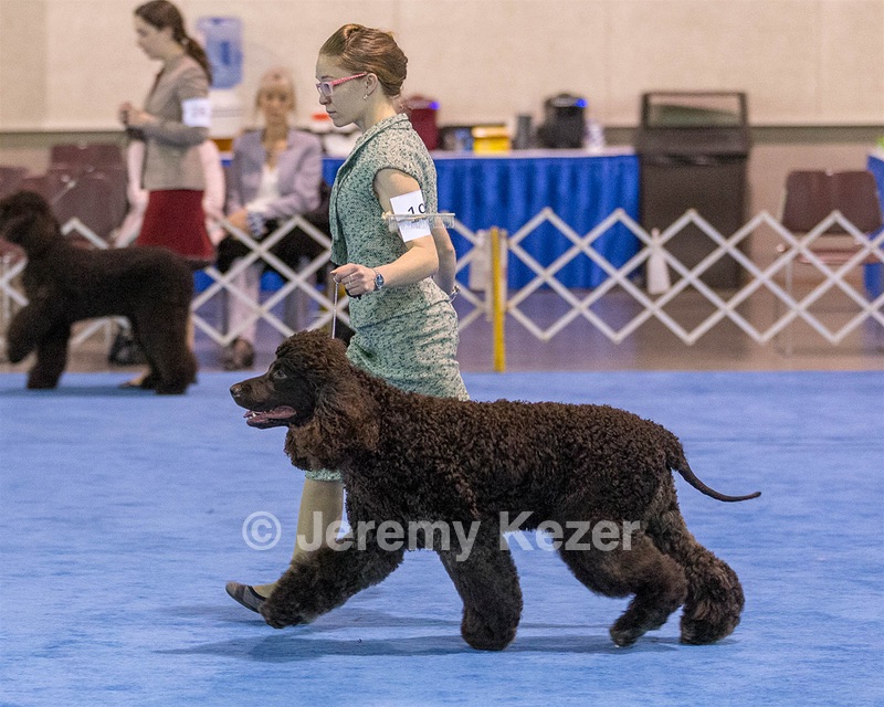 19 - GCH CH Axelhurn Now I'm Here (Marcus)