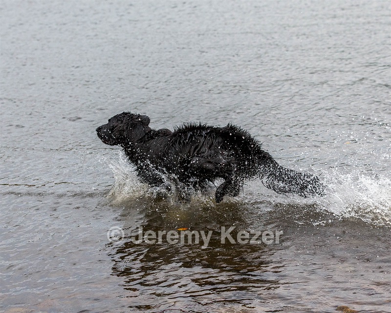 Splash