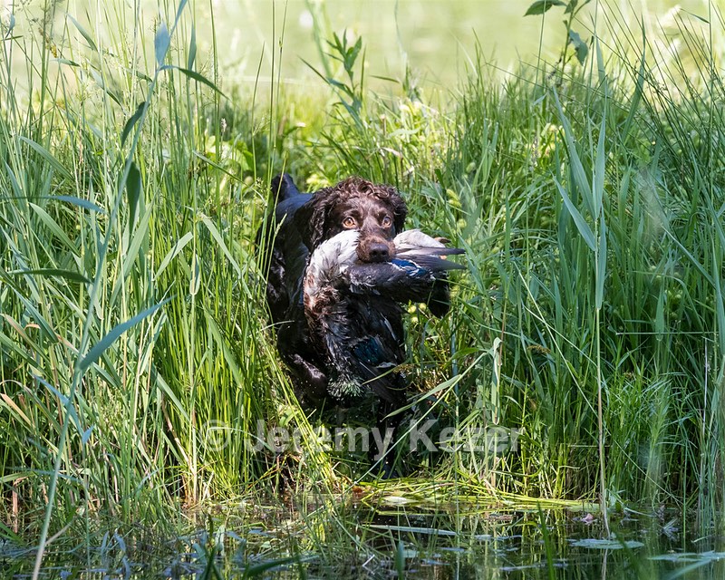 BEAR Krackow