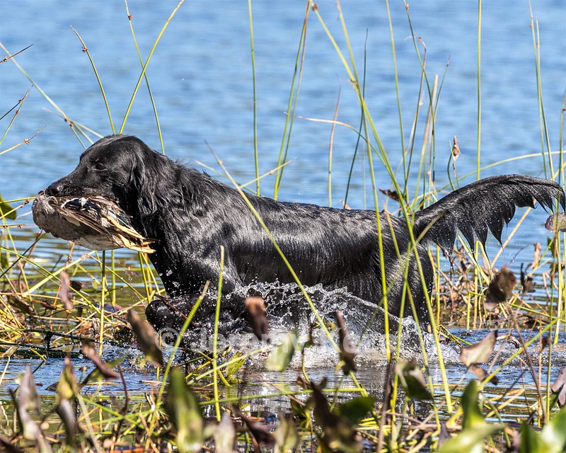 Ruger Bodine