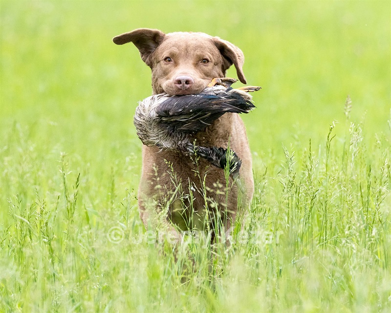 Hunter Law