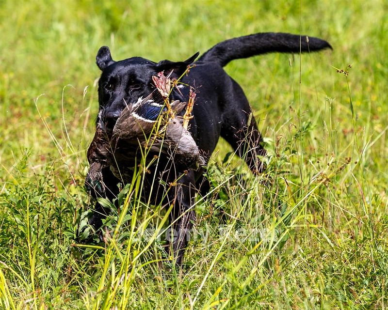 Mowgli