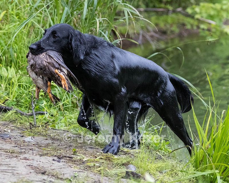 Ziva Millikin