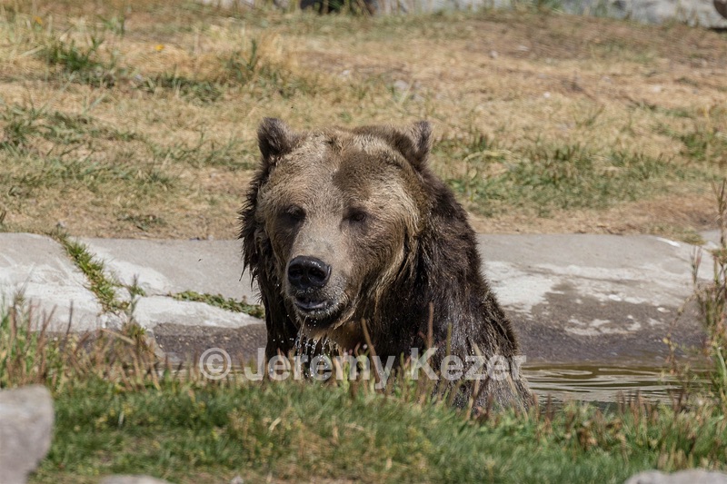 Grizzly & Wolf Discovery Center, West Yellowstone