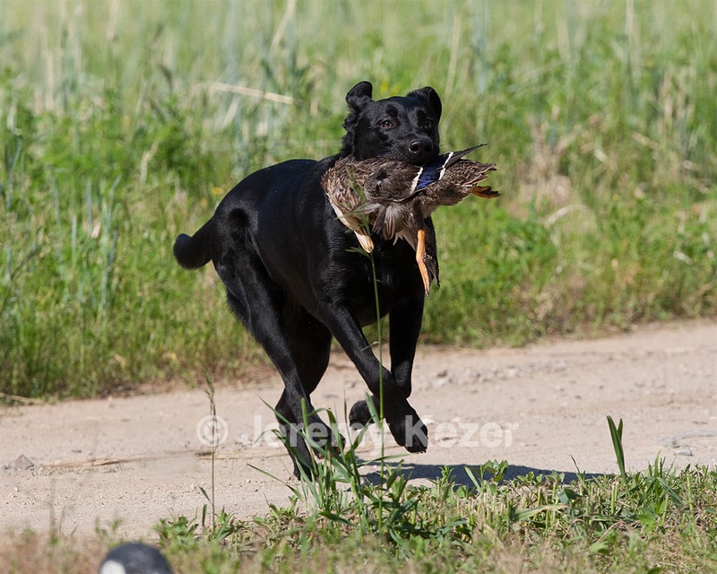 Teagan