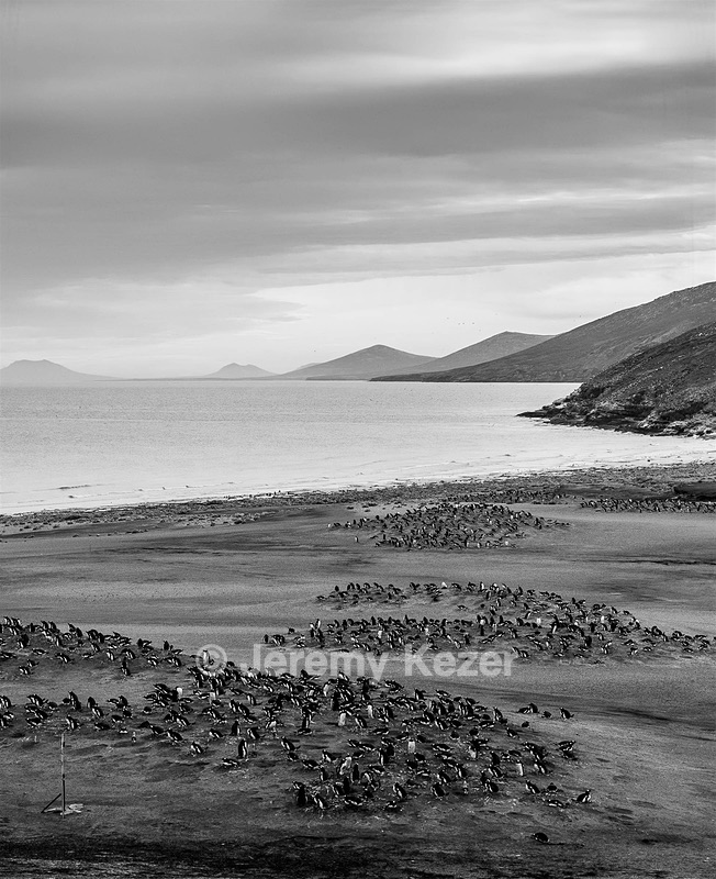 Gentoo Penguins, Saunders Island, The Falklands
