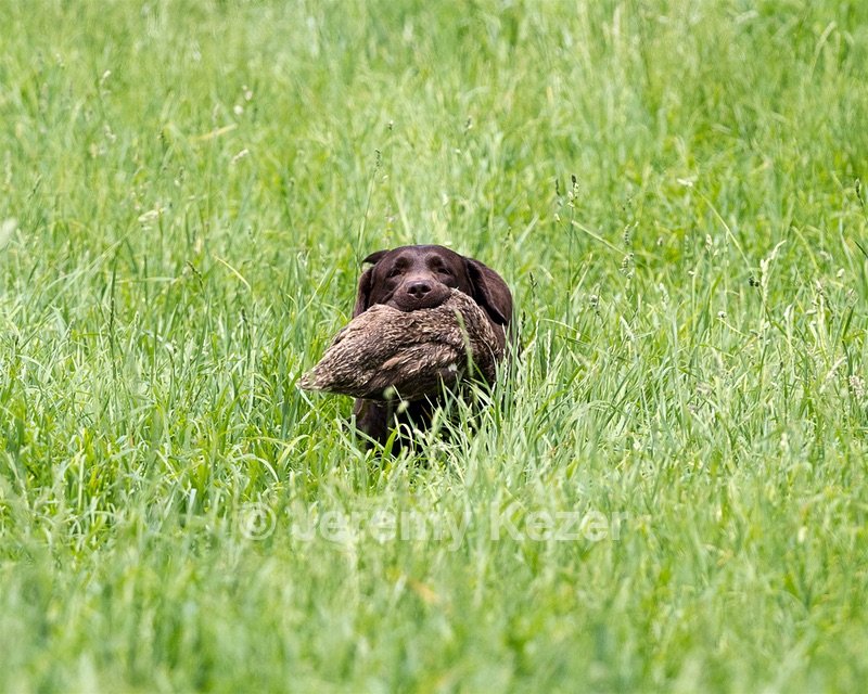 20160604-SEAL-1180.jpg