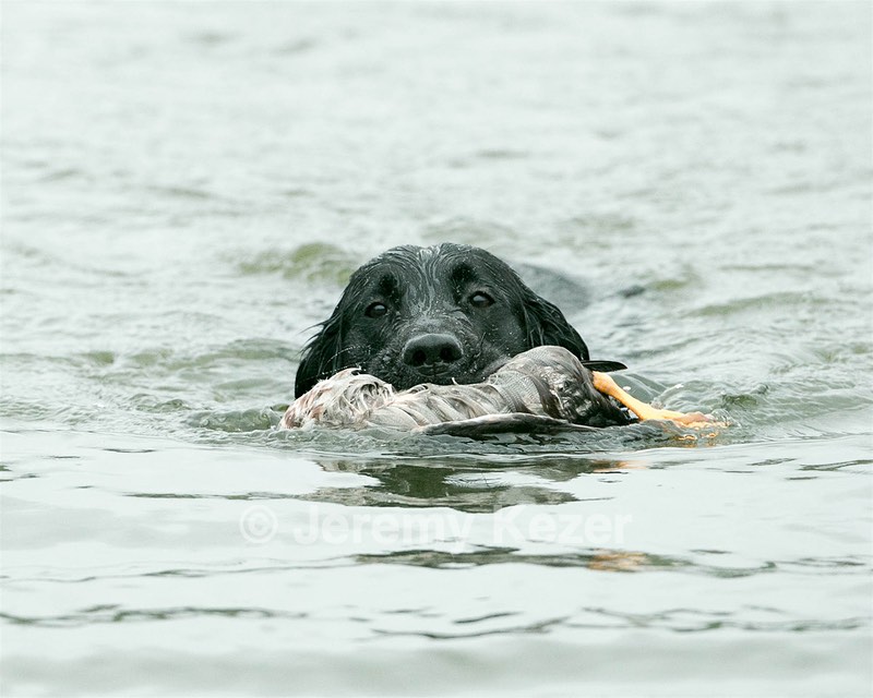 Splash