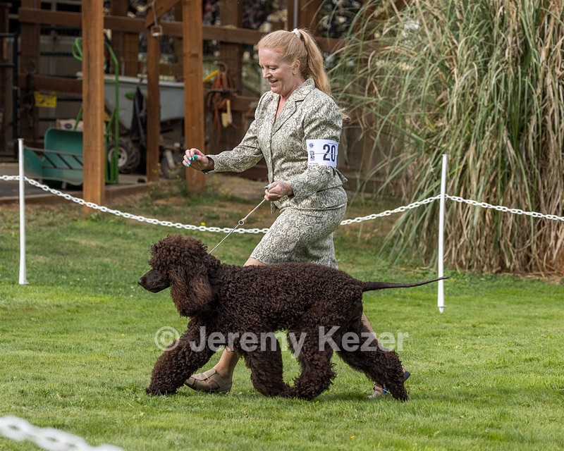 20 - CH COOMARA OGHA O'BOBN AT BELTANE CD BN RN BCAT RATO CGC TKI (Bob'N)