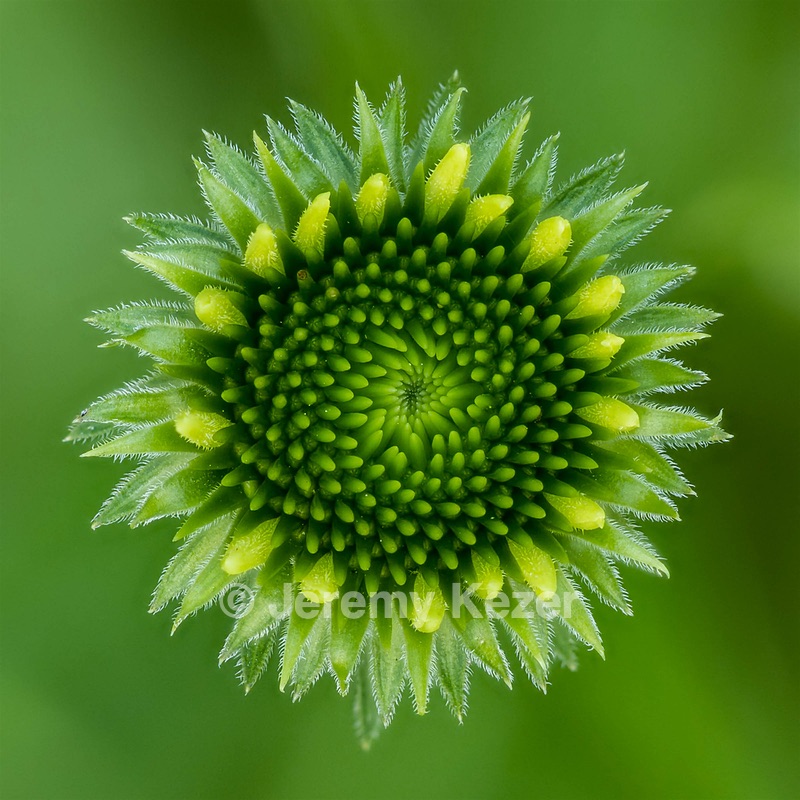 Dahlia, Massachusetts
