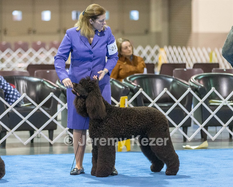 21 - GCHB CH Flintcrest Full Monty (Jonny)