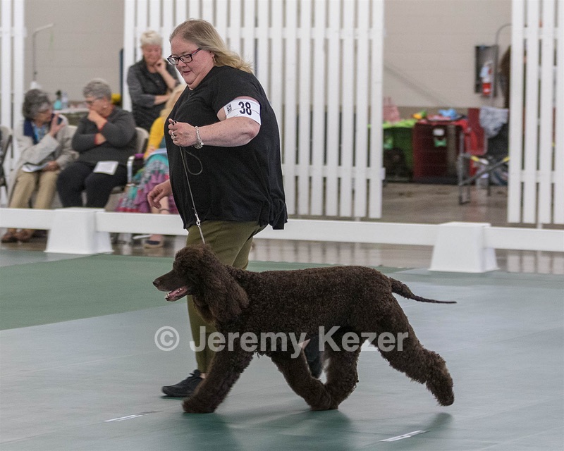 38 - GCH WHISTLESTOP'S ABRACADABRA RN CGC