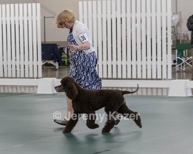 36 - GCH ARROYO'S BEGIN THE BEGUINE AX OAJ NF (Porter)