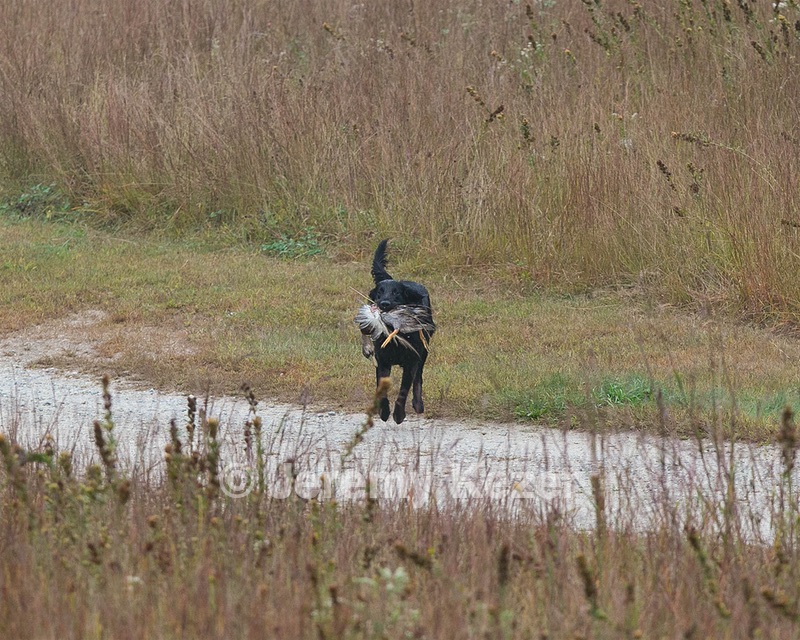 Bam