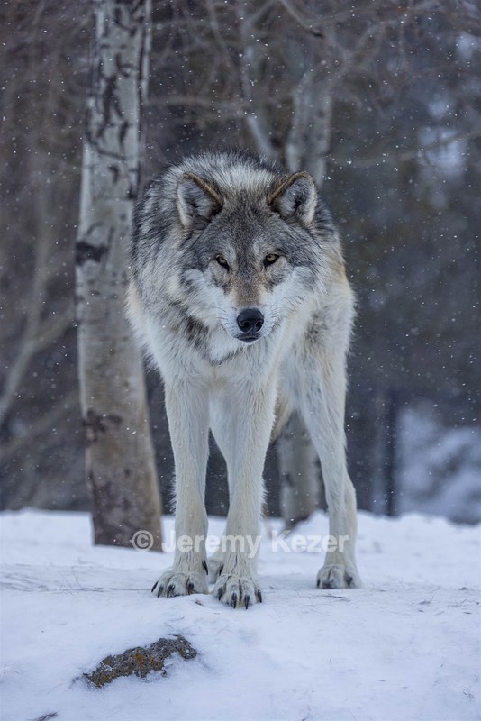 Wolf, West Yellowstone, Montana