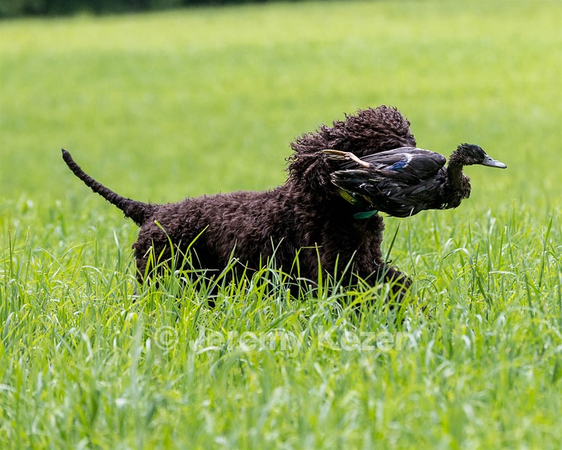 Ghillie Kezer