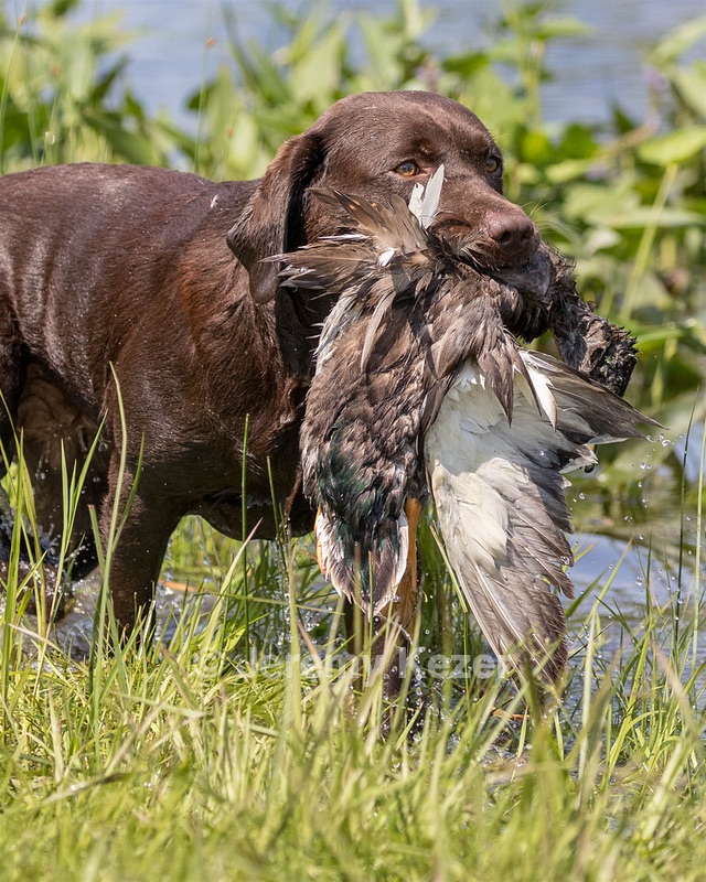 Molly Brownell
