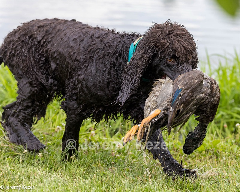 Ghillie