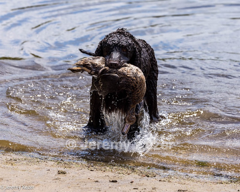 Ghillie