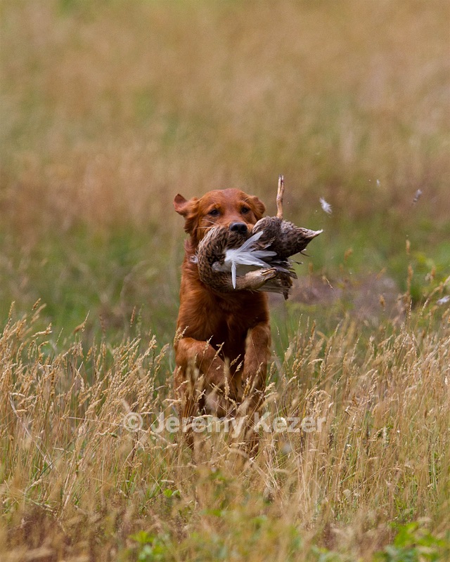 20130713-SHL-1066.jpg