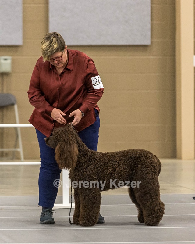 204 - CH Brekkon’s Brown Eyed Girl At Flintcrest DJ CGC TKN FTI