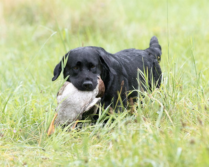 Scout oneil