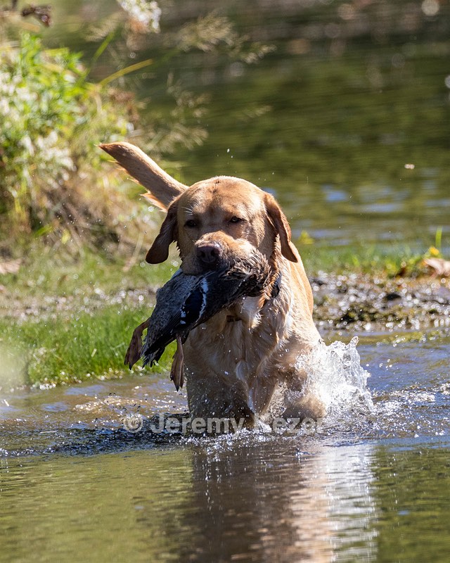 Caleb Scheno