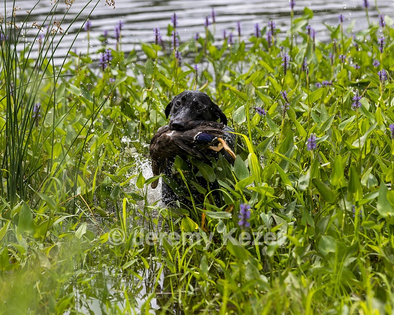 Zeppelin Lassalle