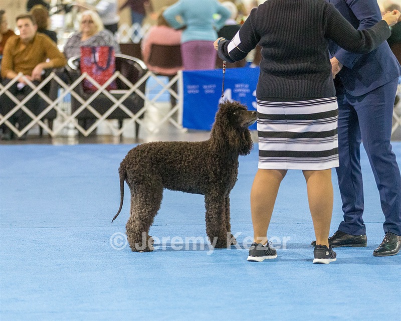 30 - GCH CH Chantico's Spirit In The Surf JH CD RA OA OAJ  NF (Selchie)