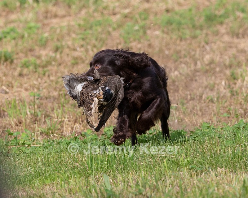 Java Holmes