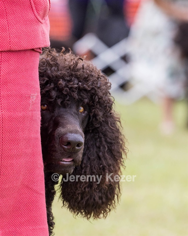 09 - GCH CH POOLE'S IDE DARK KNIGHT RN CGC TKN ATT (Oscar)