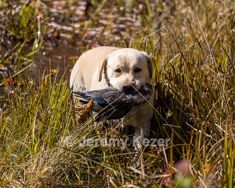 Paddington's Rugged Mountain Man "Kristoff"
