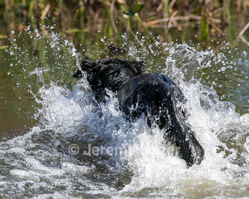 Splash