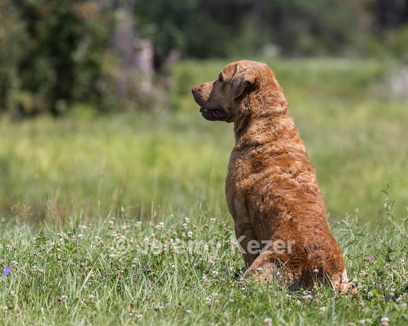 Odie