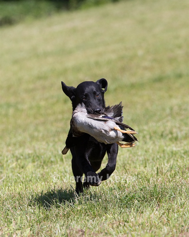 20130601-SHRL-0413.jpg
