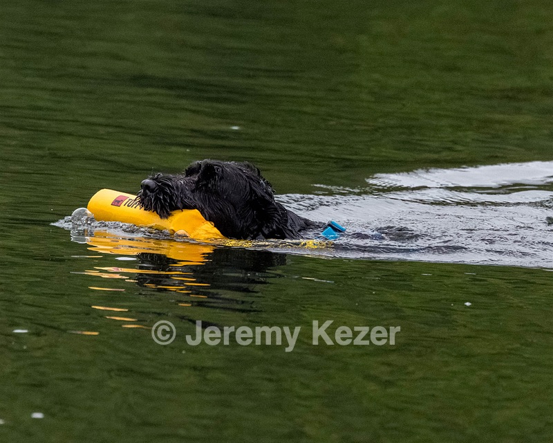 Roo Sestini
