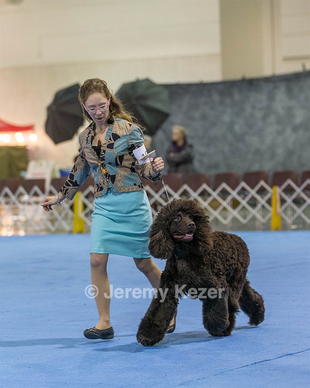 19 - GCH CH Axelhurn Now I'm Here (Marcus)