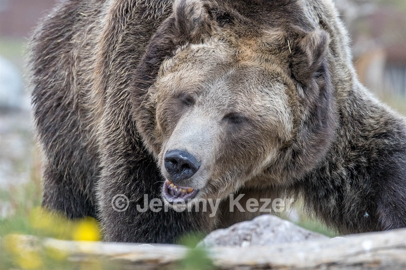 Grizzly & Wolf Discovery Center, West Yellowstone