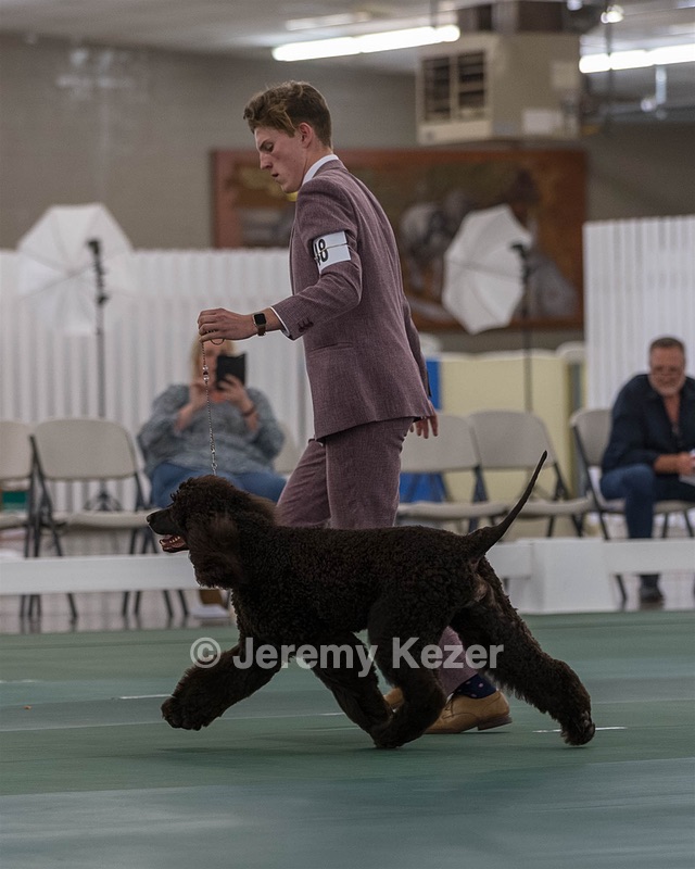 48 - GCH WHISTLE STOP'S TERRA MARIQUE POTENS (Honor)